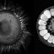 Illustration for article titled What do fruits and vegetables look like inside an MRI? Short answer: Whoa.